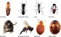 Pest Control Services image 2